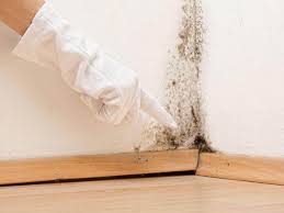 Best Mold Damage Restoration  in Mattoon, IL